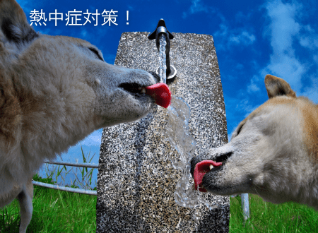 猛暑でも安心！愛犬の健康を守る散歩のコツと熱中症対策 - Alice's Dog & Cat