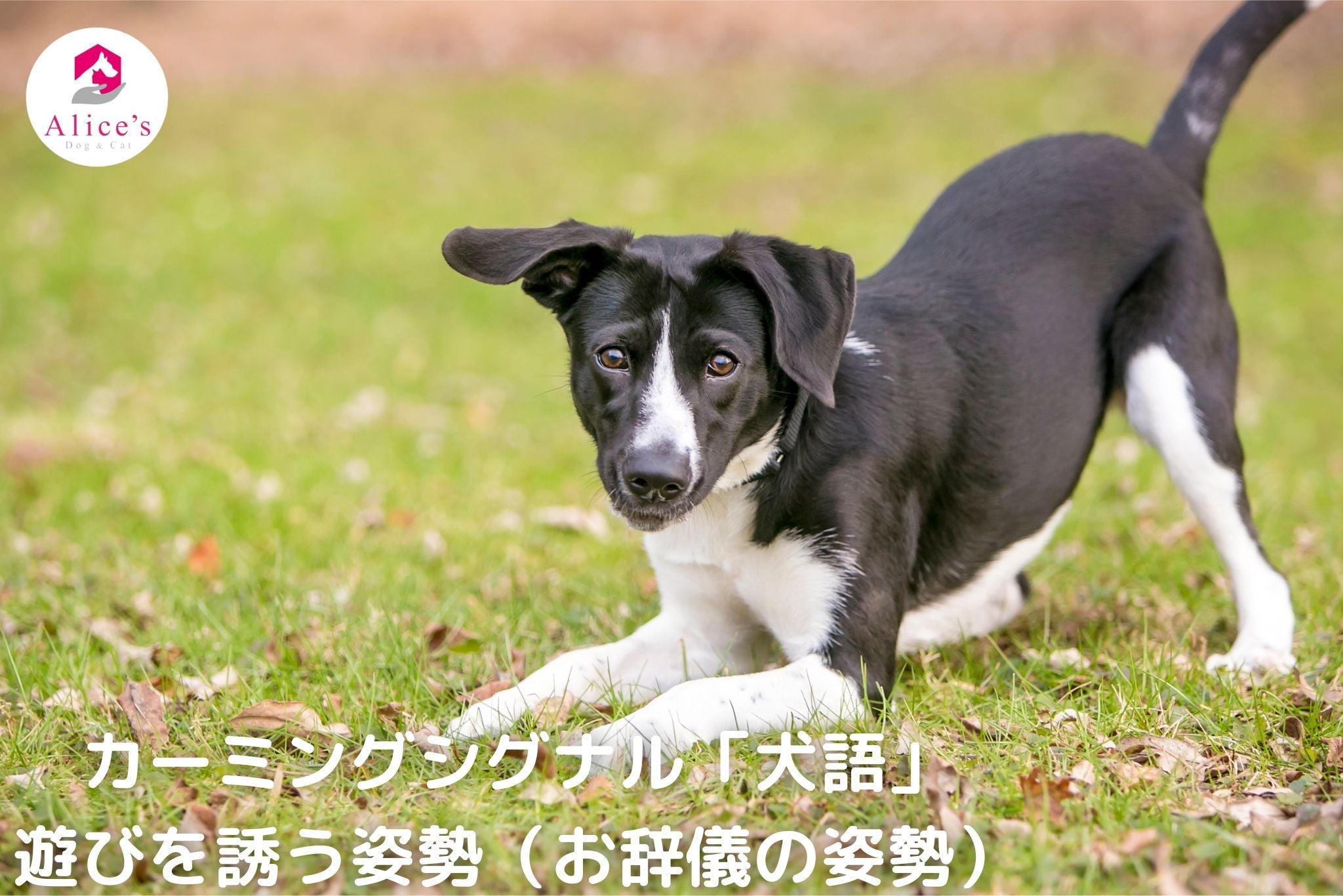 カーミングシグナル「犬語」遊びを誘う姿勢（お辞儀の姿勢） - Alice's Dog & Cat