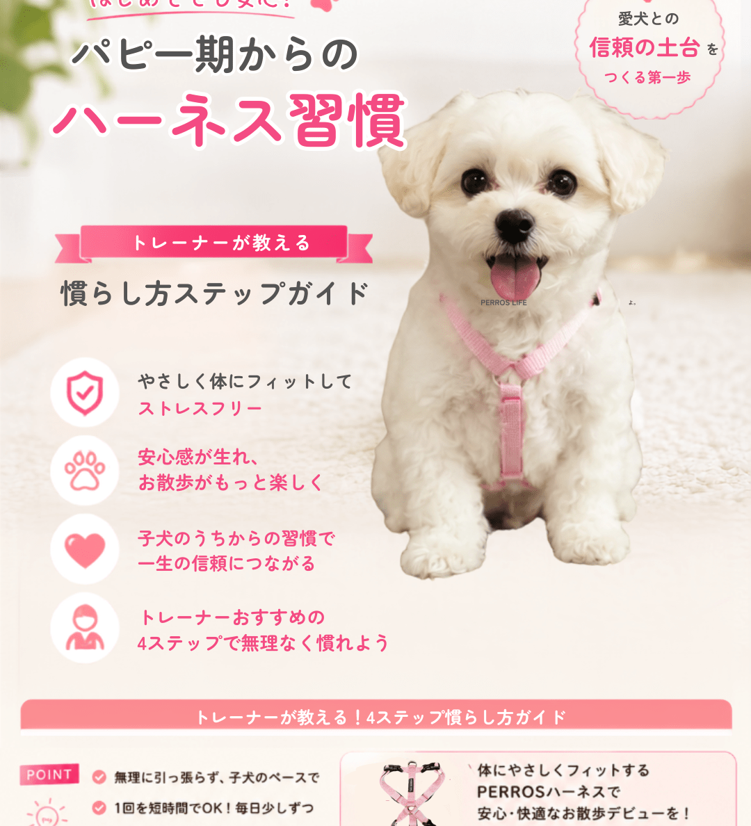 パピー期からのハーネス習慣：トレーナーが教える慣らし方ステップガイド - Alice's Dog & Cat