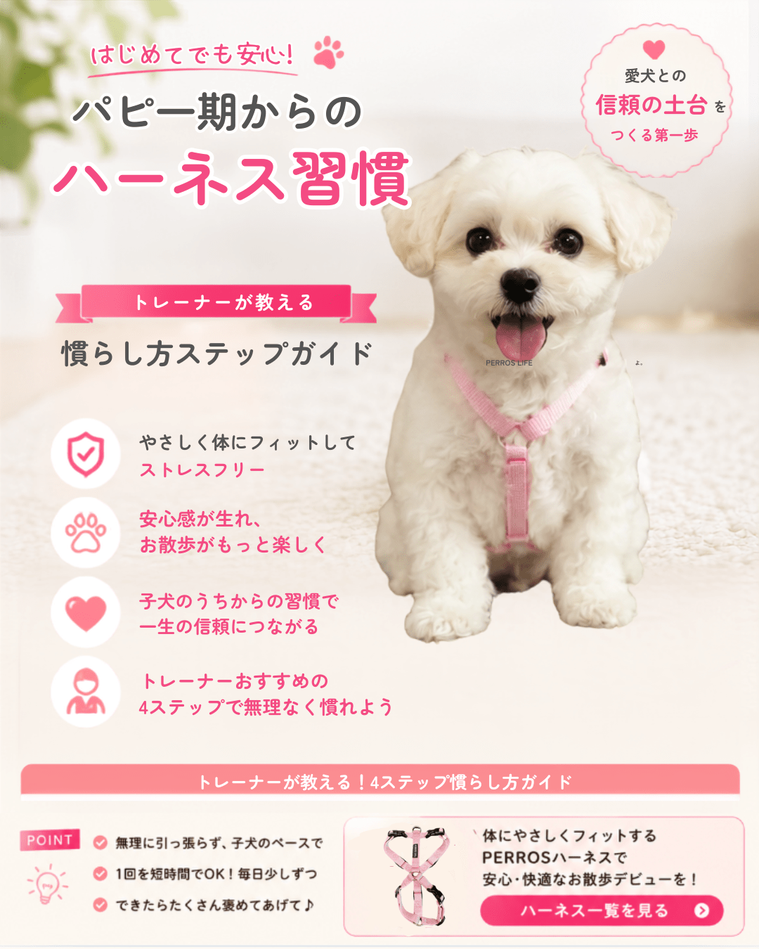 パピー期からのハーネス習慣：トレーナーが教える慣らし方ステップガイド - Alice's Dog & Cat