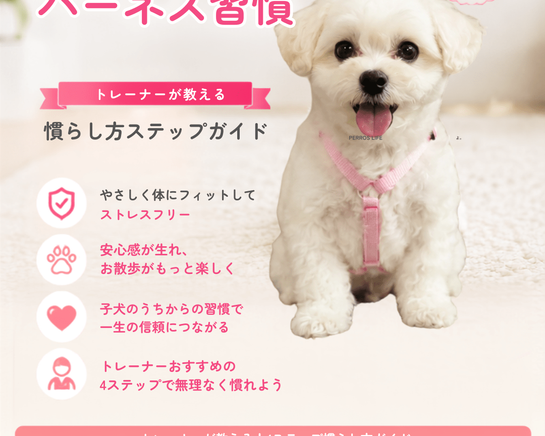 パピー期からのハーネス習慣：トレーナーが教える慣らし方ステップガイド - Alice's Dog & Cat