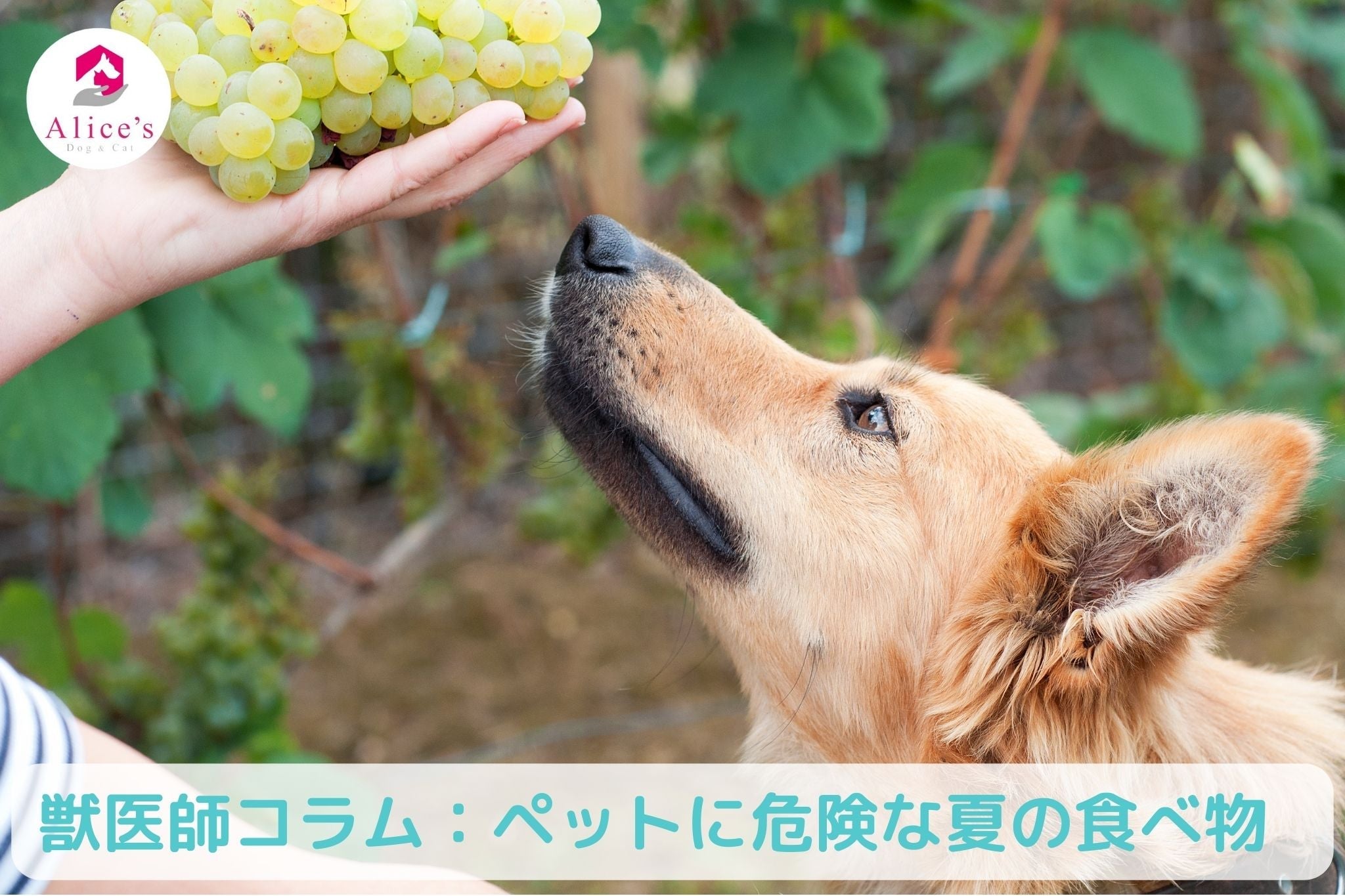 獣医師コラム：ペットに危険な夏の食べ物 - Alice's Dog & Cat