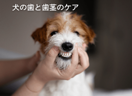 犬の歯と歯茎の健康を守る！効果的なケア方法とおすすめアイテム - Alice's Dog & Cat