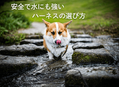 夏の水遊びに最適！安全で水に強い犬用ハーネスの選び方 - Alice's Dog & Cat