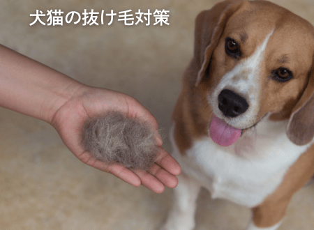 犬猫との暮らしをもっと快適に：知って得する抜け毛対策 - Alice's Dog & Cat