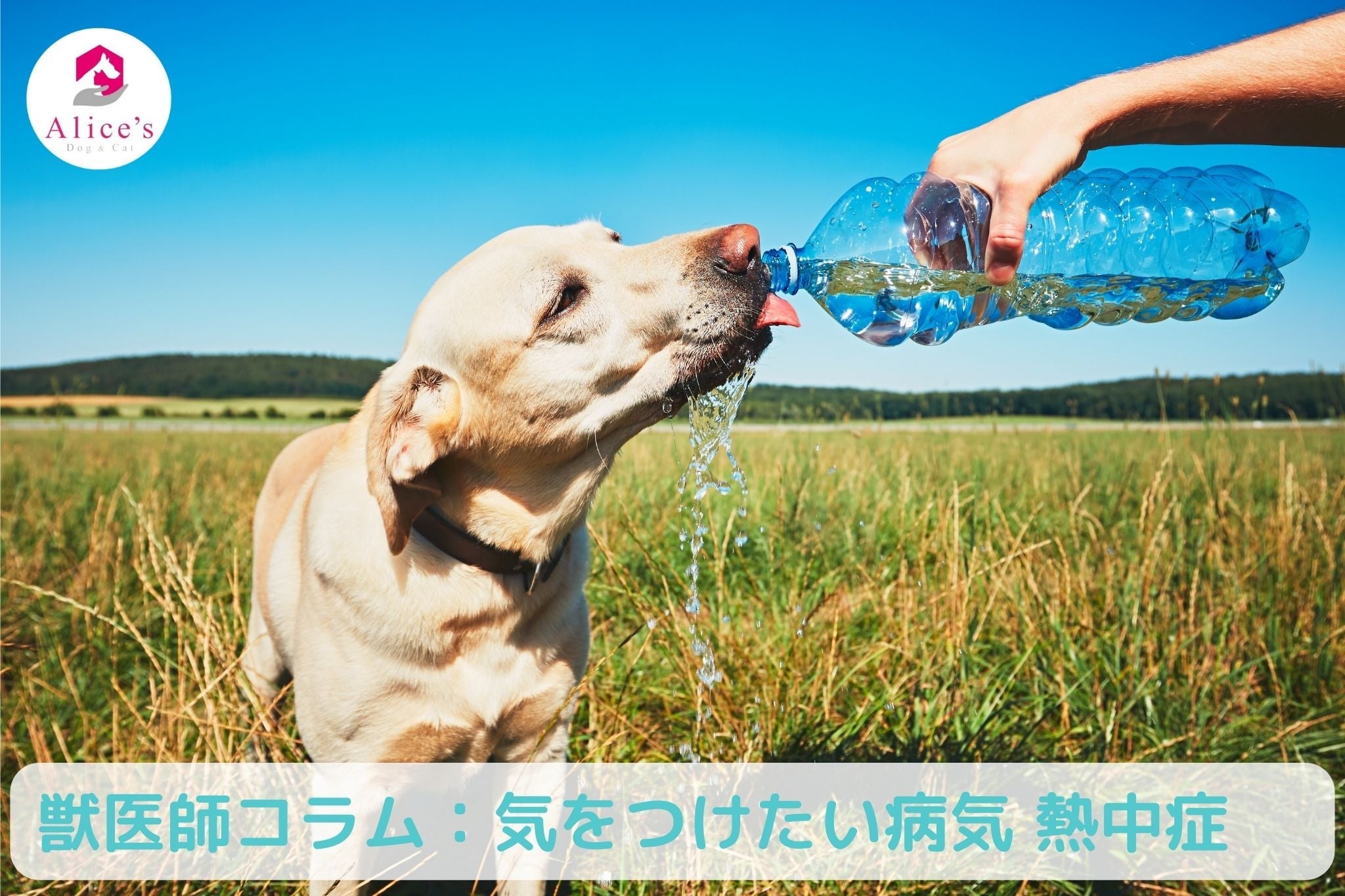 獣医師コラム：これからの季節、気をつけたい病気【熱中症】 - Alice's Dog & Cat