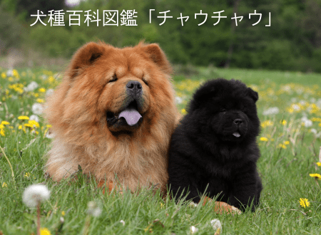 犬種百科図鑑-犬との暮らし「チャウチャウ」 - Alice's Dog & Cat