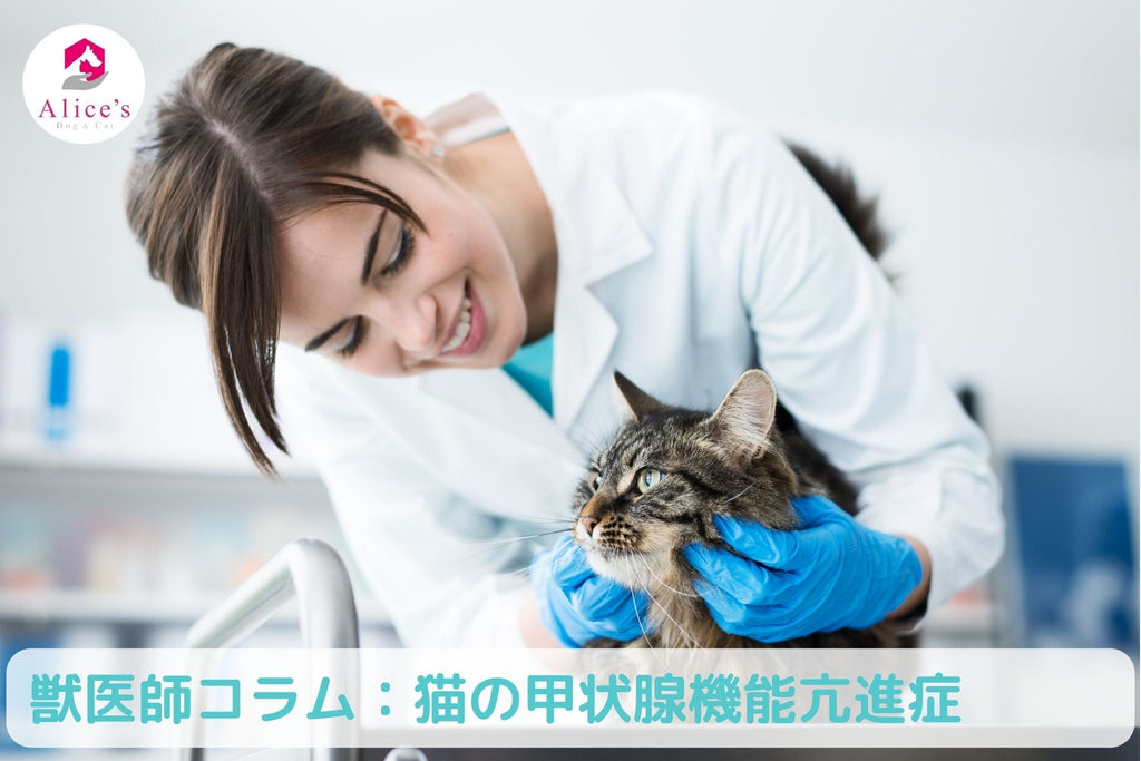 獣医師コラム：猫の甲状腺機能亢進症の原因・症状・診断・治療