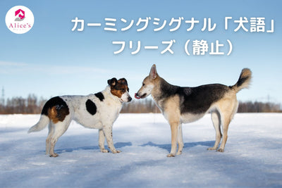 カーミングシグナル「犬語」フリーズ（静止）