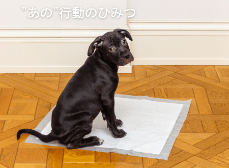 犬がトイレシートの端に排泄をする理由とトイレトレーニングのコツ - Alice's Dog & Cat
