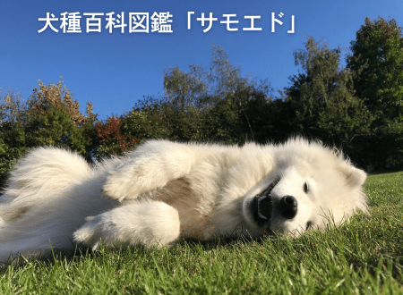 犬種百科図鑑-犬との暮らし「サモエド」 - Alice's Dog & Cat