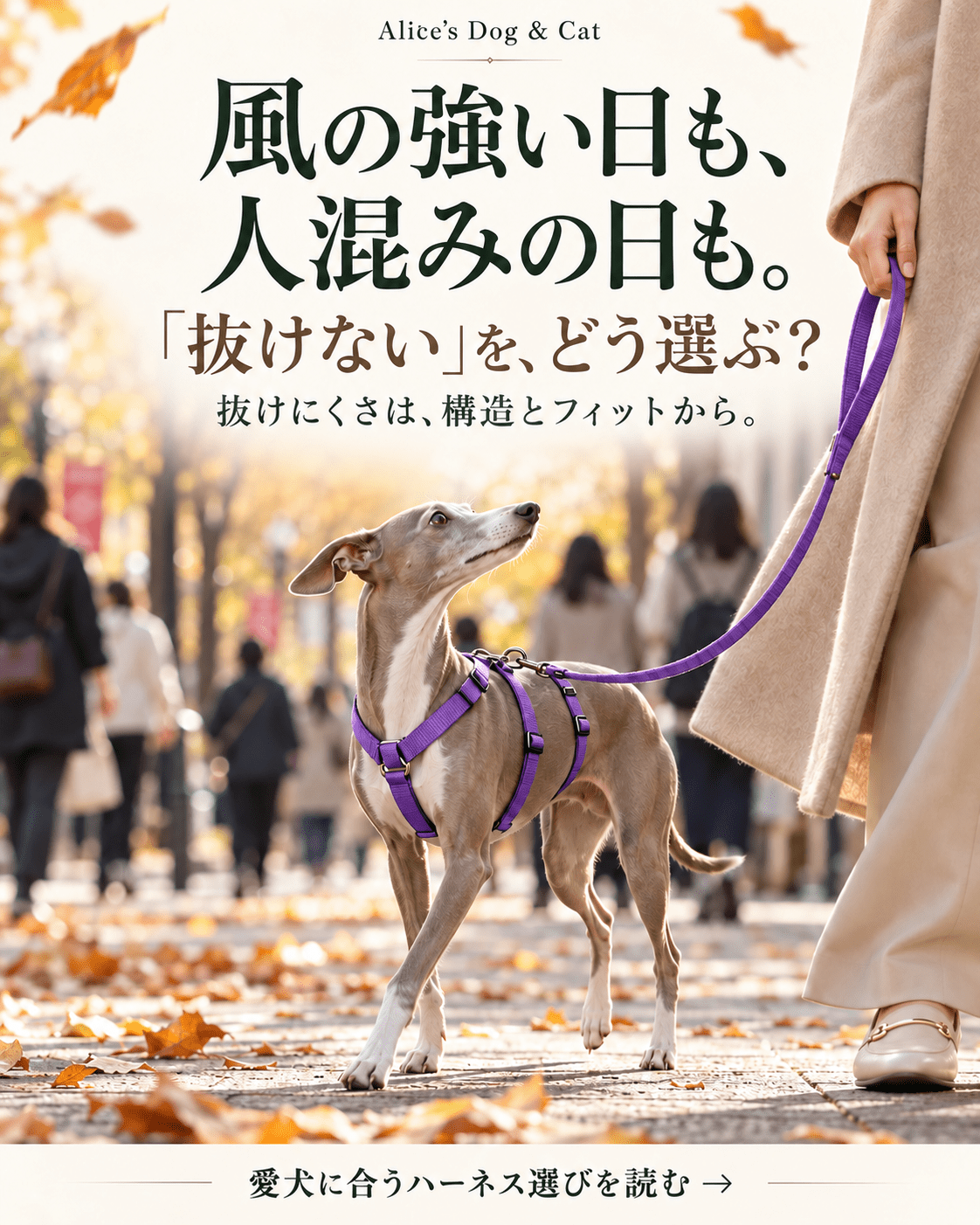 風の強い日・人混みの日の散歩と｜「抜けない」という条件 - Alice's Dog & Cat