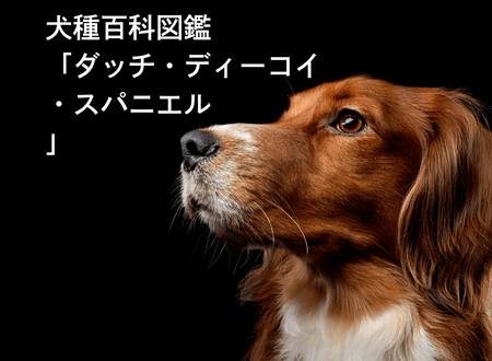 犬種百科図鑑-犬との暮らし「ダッチ・ディーコイ・スパニエル」 - Alice's Dog & Cat