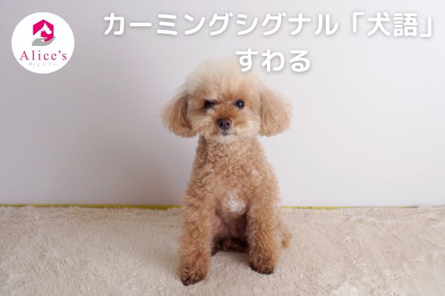 カーミングシグナル「犬語」すわる - Alice's Dog & Cat