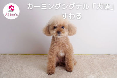 カーミングシグナル「犬語」すわる