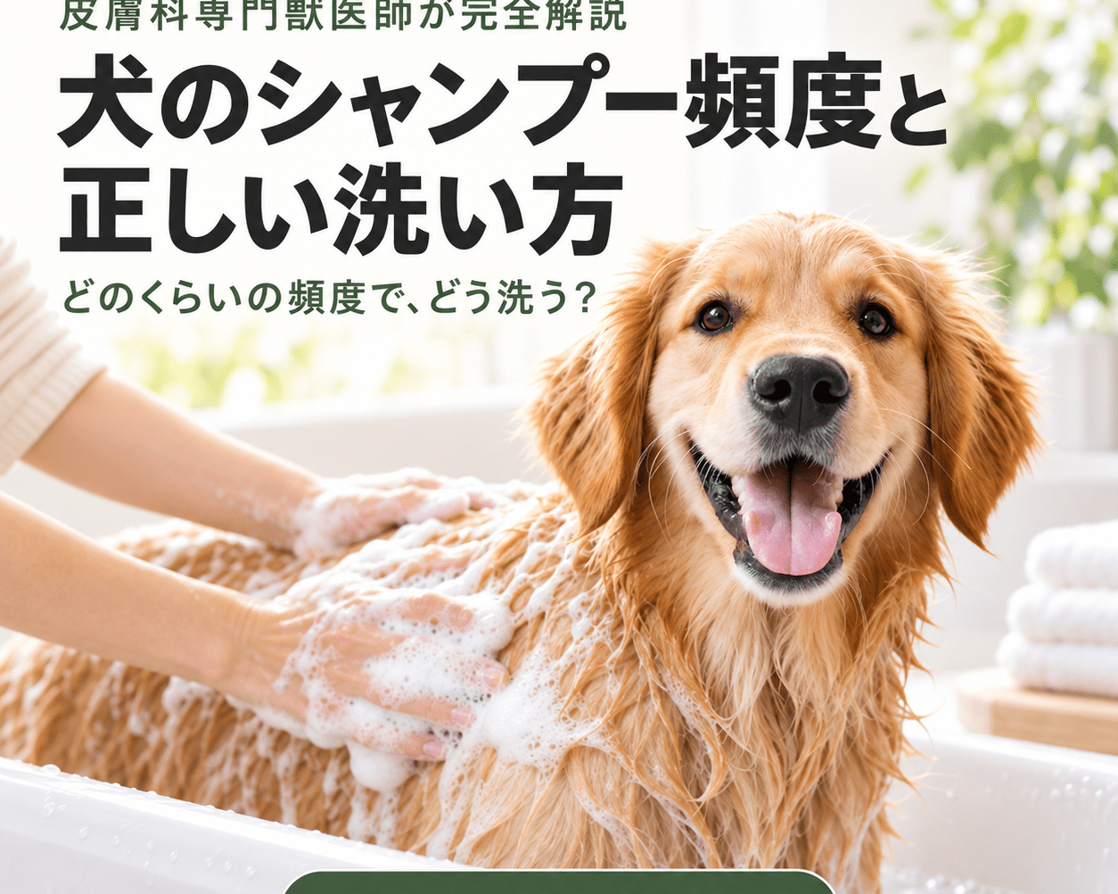 犬のシャンプー頻度と正しい洗い方｜皮膚科専門獣医師が完全解説 - Alice's Dog & Cat