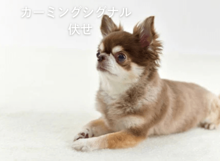 カーミングシグナル「犬語」伏せ - Alice's Dog & Cat