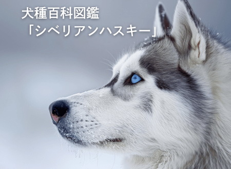 犬種百科図鑑-犬との暮らし「シベリアンハスキー」 - Alice's Dog & Cat