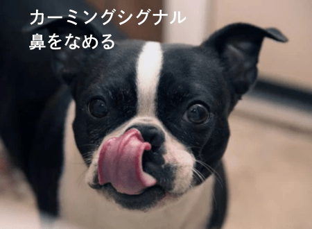 カーミングシグナル「犬語」鼻をなめる - Alice's Dog & Cat