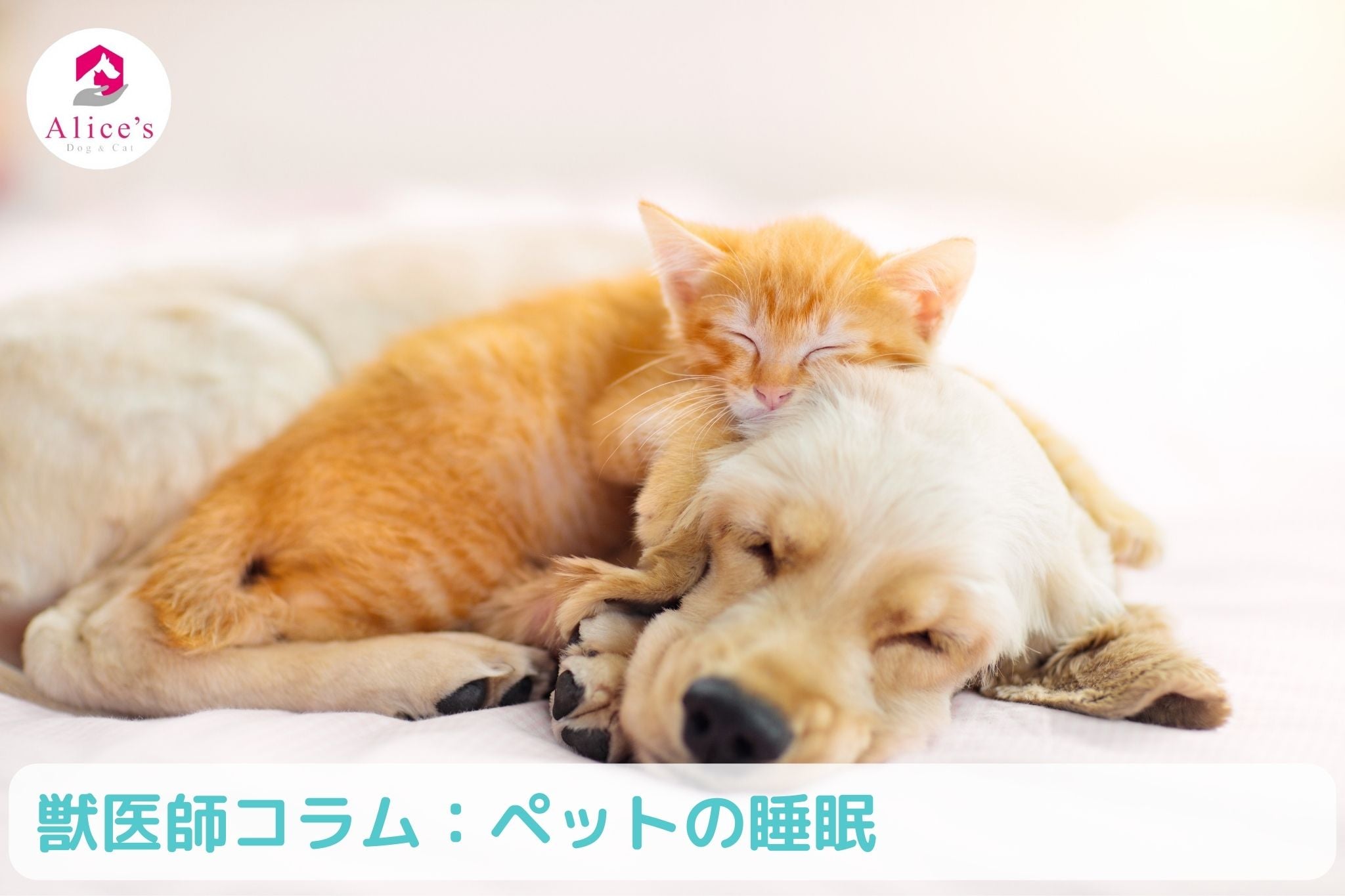 獣医師コラム：ペットの睡眠 - Alice's Dog & Cat