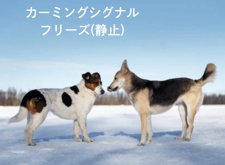 カーミングシグナル「犬語」フリーズ（静止） - Alice's Dog & Cat