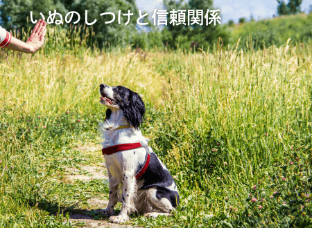 犬のしつけ方法とデイリーケア｜行動改善と信頼関係を築くポイント - Alice's Dog & Cat