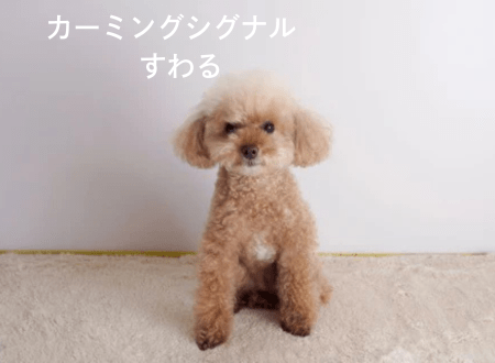 カーミングシグナル「犬語」すわる - Alice's Dog & Cat