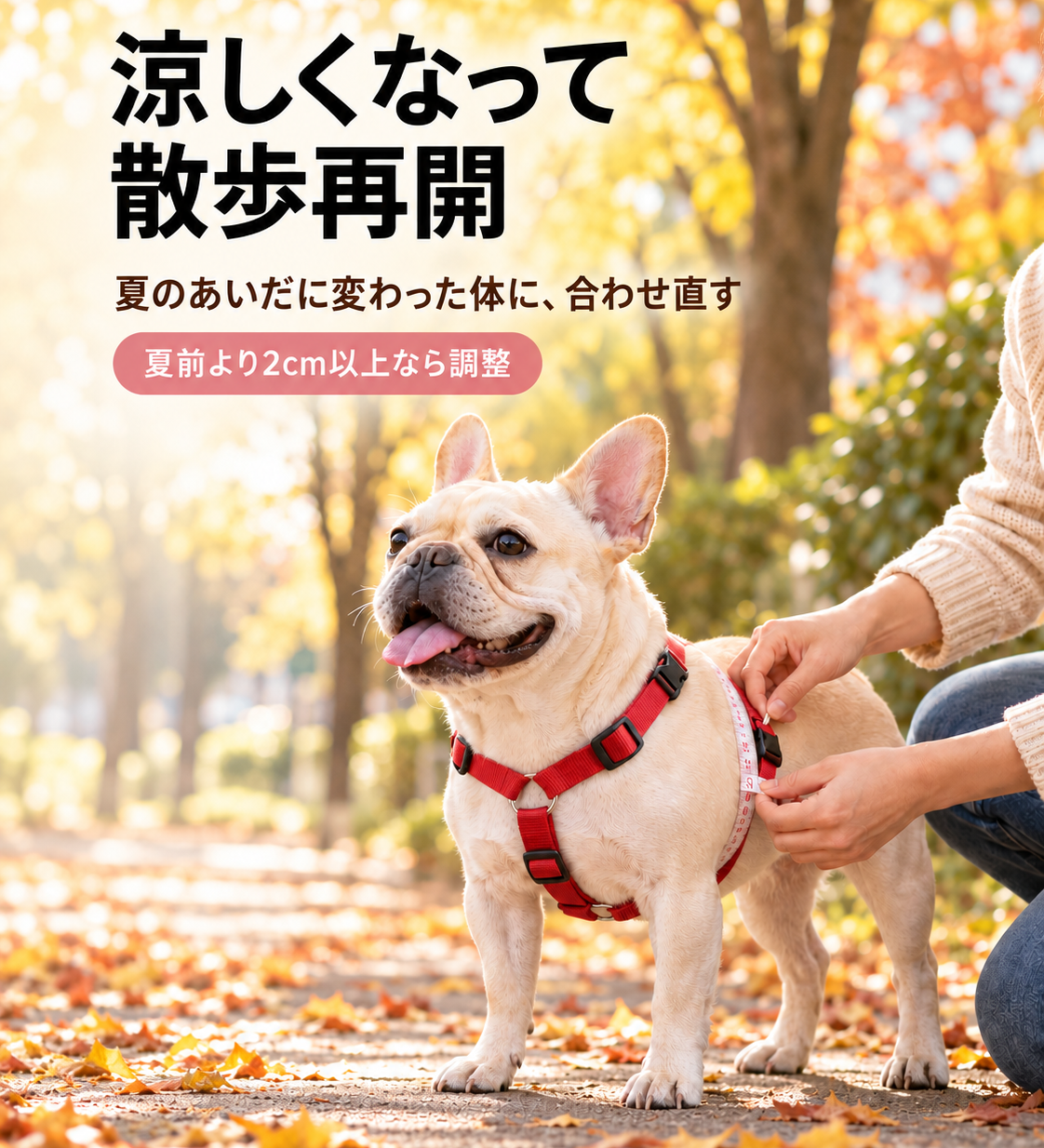 涼しくなって散歩再開｜夏のあいだに変わった体に、合わせ直す - Alice's Dog & Cat
