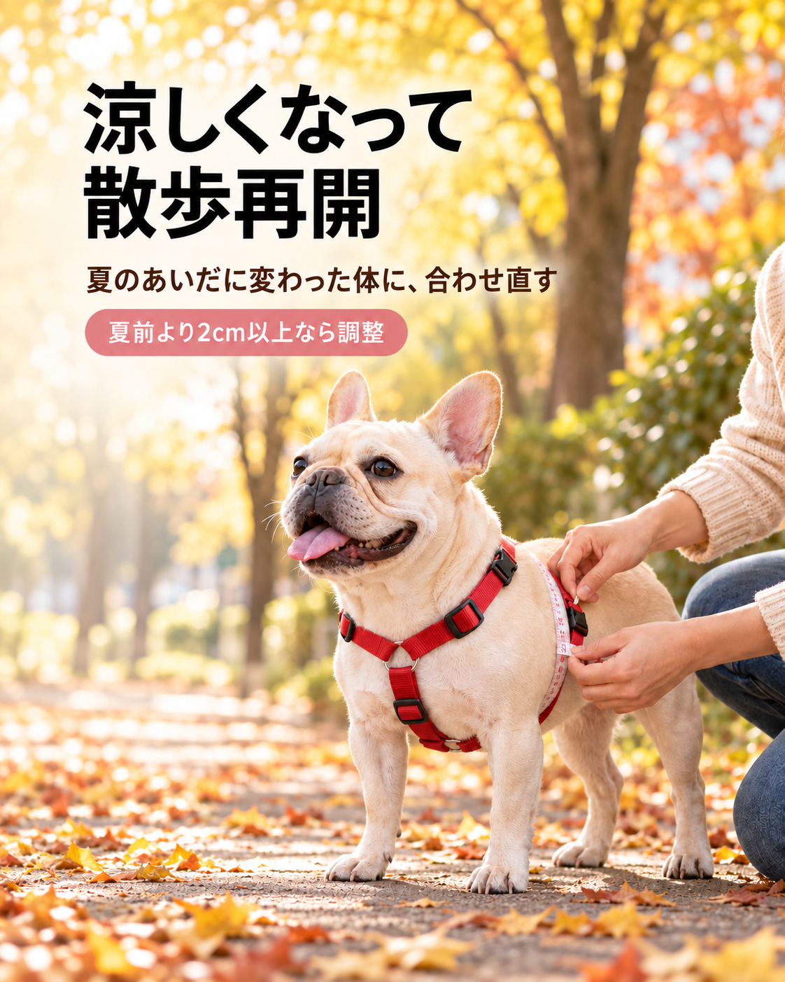 涼しくなって散歩再開｜夏のあいだに変わった体に、合わせ直す - Alice's Dog & Cat