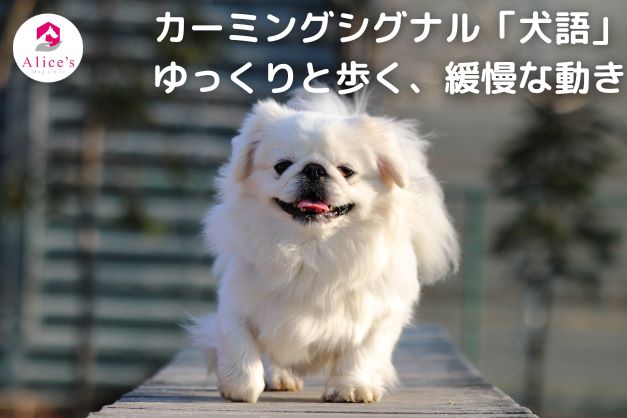 カーミングシグナル「犬語」ゆっくり歩く、緩慢な動作 - Alice's Dog & Cat