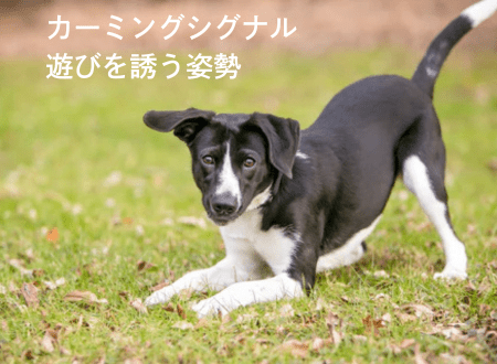 カーミングシグナル「犬語」遊びを誘う姿勢（お辞儀の姿勢） - Alice's Dog & Cat