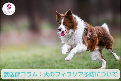 獣医師コラム：犬のフィラリア予防について