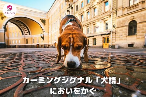 カーミングシグナル「犬語」においをかぐ - Alice's Dog & Cat