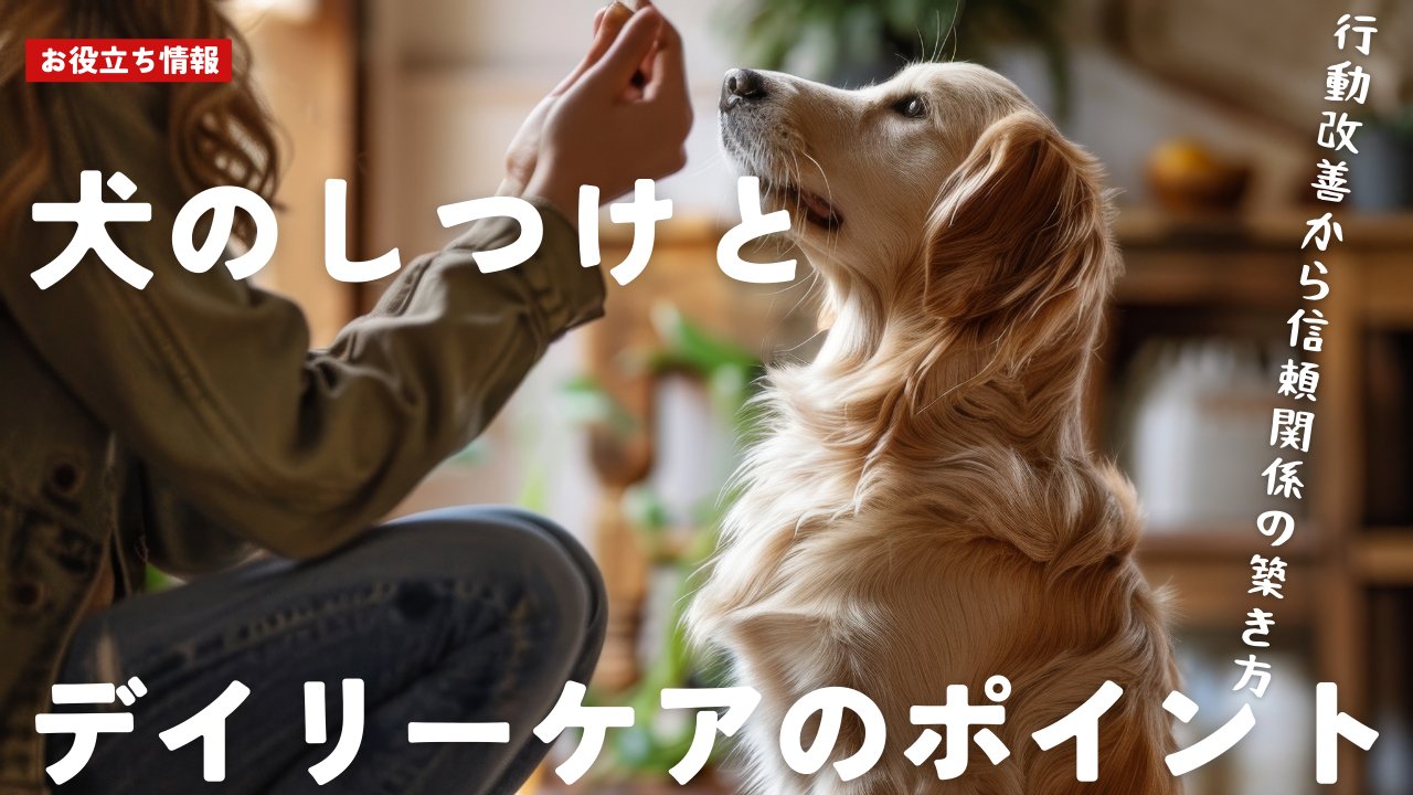 犬のしつけ方法とデイリーケア｜行動改善と信頼関係を築くポイント - Alice's Dog & Cat