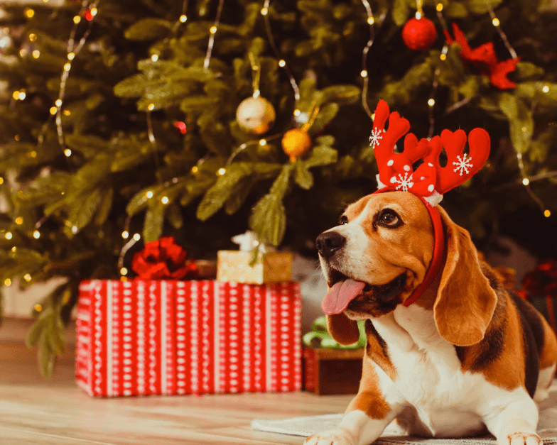 愛犬に一年の“ありがとう”を込めて贈る特別なプレゼント - Alice's Dog & Cat