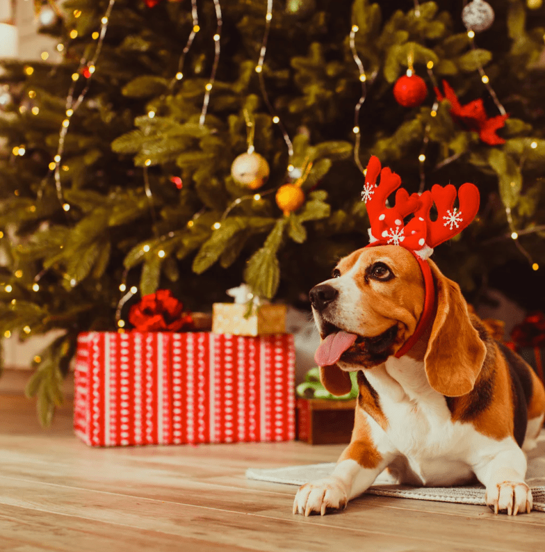 愛犬に一年の“ありがとう”を込めて贈る特別なプレゼント - Alice's Dog & Cat