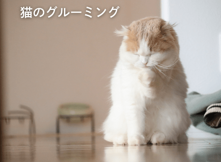 猫の健康と快適さを守るグルーミングの重要性 - Alice's Dog & Cat