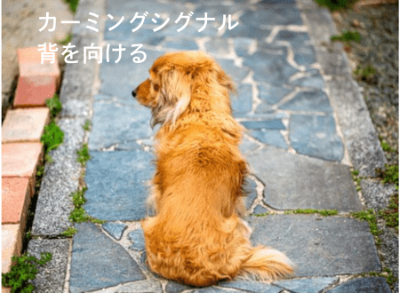 カーミングシグナル「犬語」体をそむける - Alice's Dog & Cat