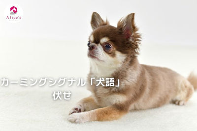 カーミングシグナル「犬語」伏せ