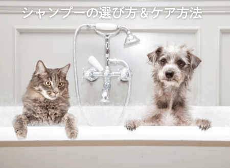 犬猫の体に優しいシャンプーの選び方＆ケア方法 - Alice's Dog & Cat