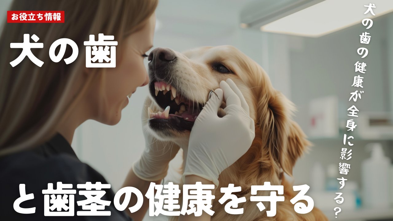 犬の歯と歯茎の健康を守る！効果的なケア方法とおすすめアイテム - Alice's Dog & Cat