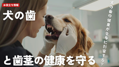 犬の歯と歯茎の健康を守る！効果的なケア方法とおすすめアイテム