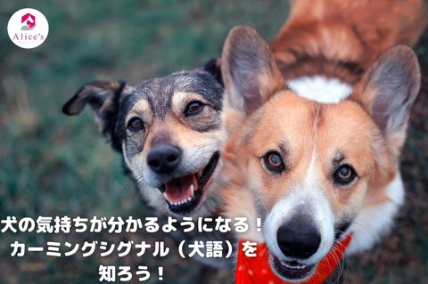 犬の気持ちが分かるようになる！カーミングシグナル（犬語）を知ろう！ - Alice's Dog & Cat