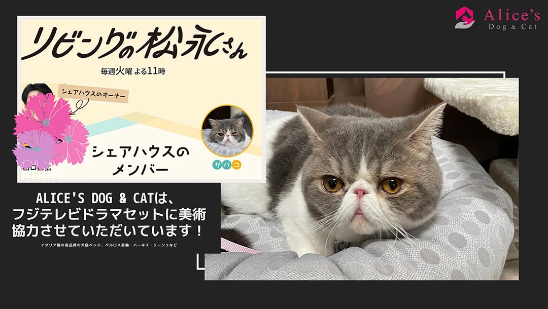 【お知らせ】フジテレビの「リビングの松永さん」に美術協力しています - Alice's Dog & Cat