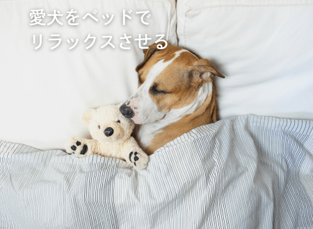 犬とのより良い暮らしを目指して：ベッドでリラックスさせる方法と理想的なベッド選び - Alice's Dog & Cat