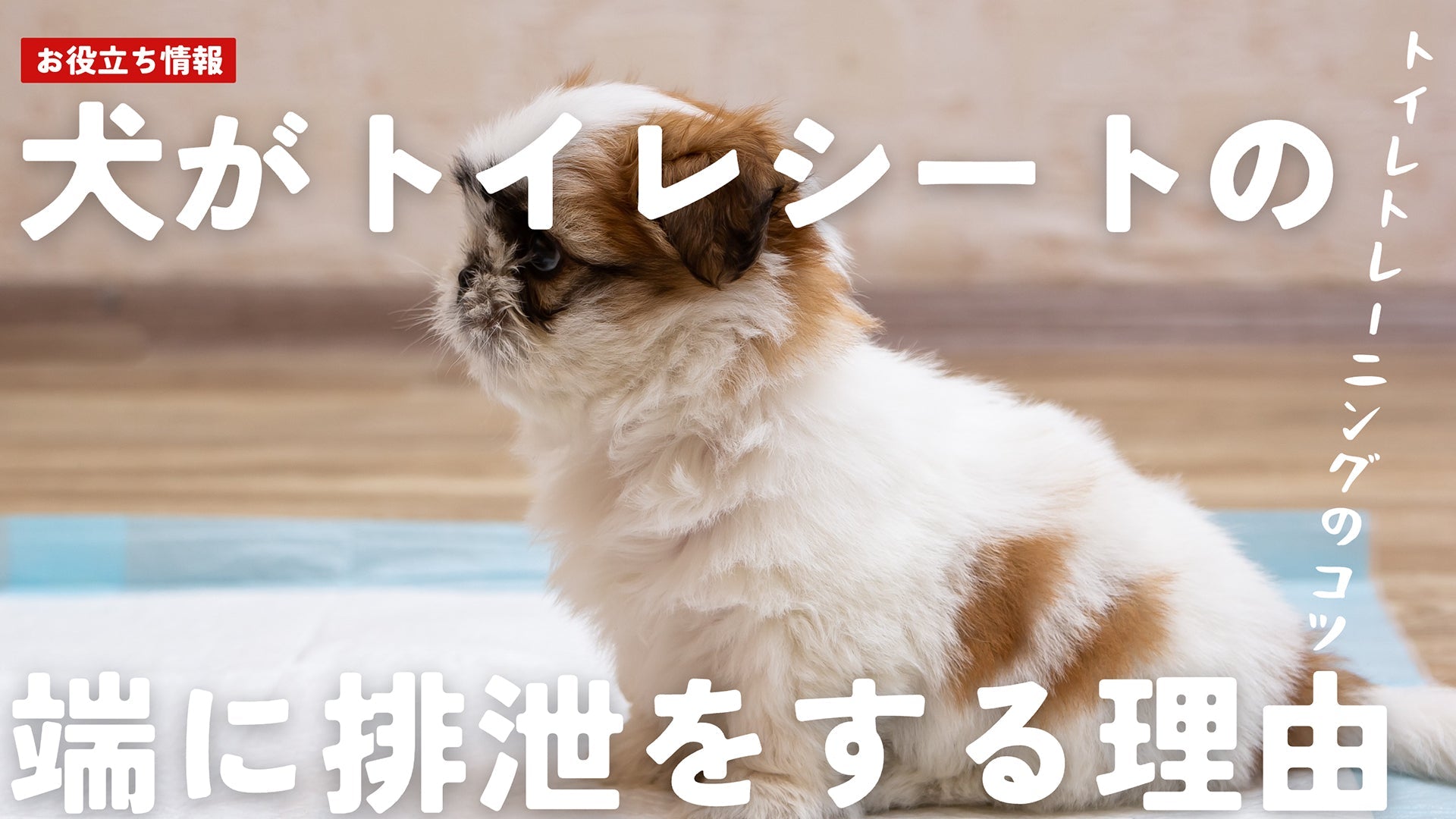 犬がトイレシートの端に排泄をする理由とトイレトレーニングのコツ - Alice's Dog & Cat