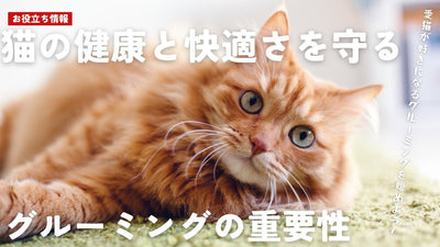 猫の健康と快適さを守るグルーミングの重要性