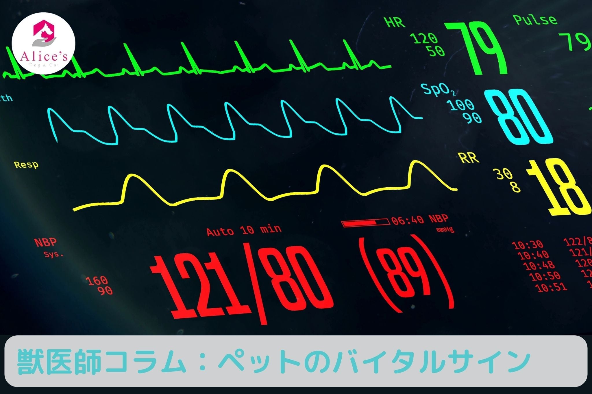 獣医師コラム：覚えておきたい！自宅で行うペットのバイタルサイン - Alice's Dog & Cat
