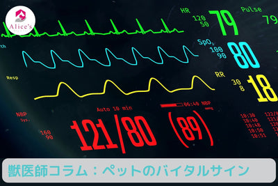 獣医師コラム：覚えておきたい！自宅で行うペットのバイタルサイン