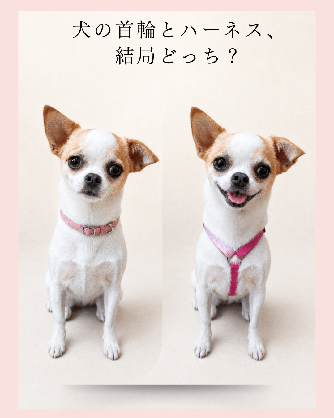 犬の首輪とハーネス、結局どっち？ ― 犬の専門店が現場目線で正直に比較しました - Alice's Dog & Cat